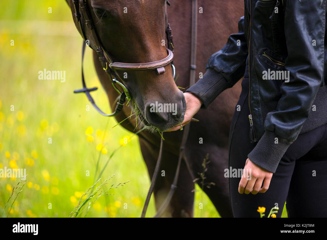 Close-up di donna alimentando il suo cavallo arabo con spuntini nel campo Foto Stock
