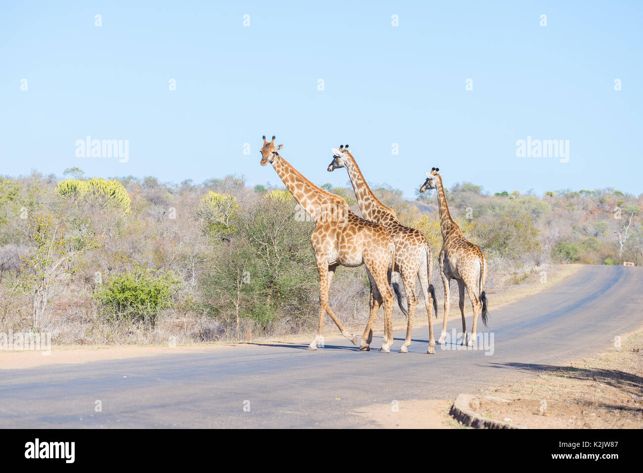 Famiglia di tre giraffe attraversando la strada nel Parco Nazionale di Kruger, importante meta di viaggio in Sud Africa. Foto Stock