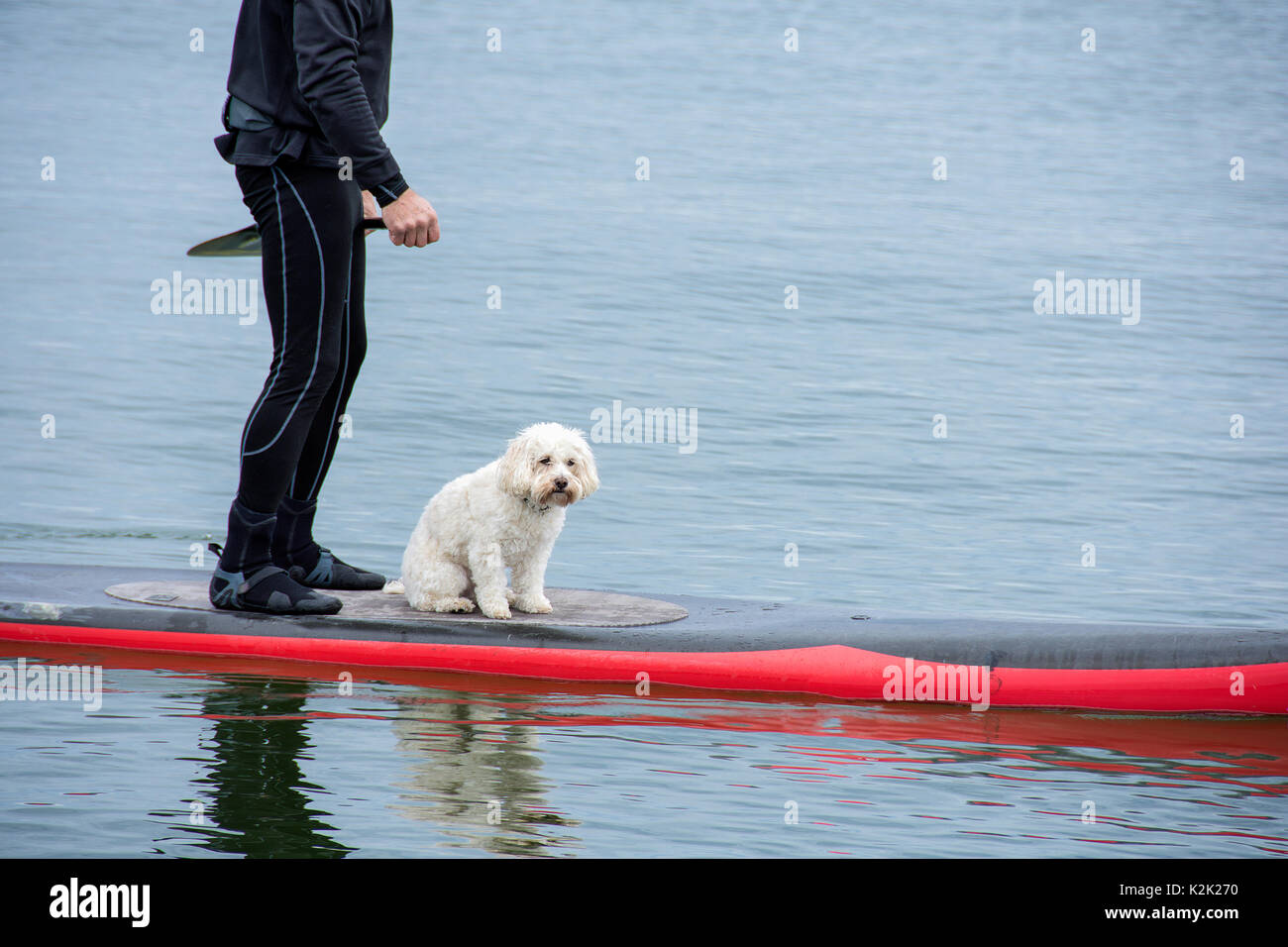 L'uomo bianco e cane barboncino bilanciamento sulla scheda pala sul Lago Michigan Foto Stock