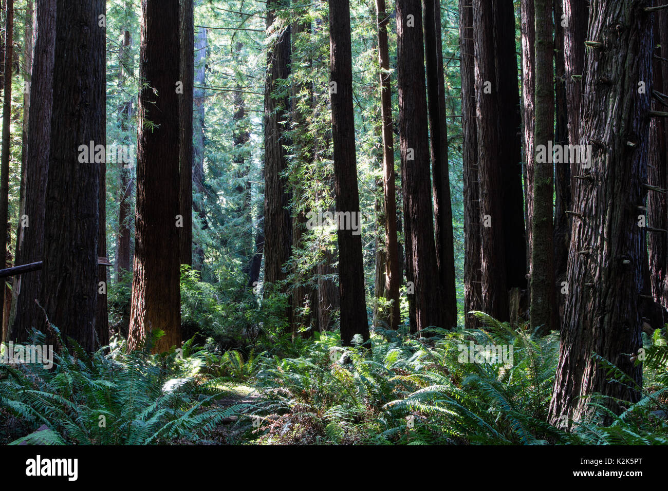 Redwood alberi crescono nel Parco Nazionale di Redwood in California. Questa panoramica fornisce una casa per i più alti alberi sulla terra principalmente a causa del clima unico. Foto Stock
