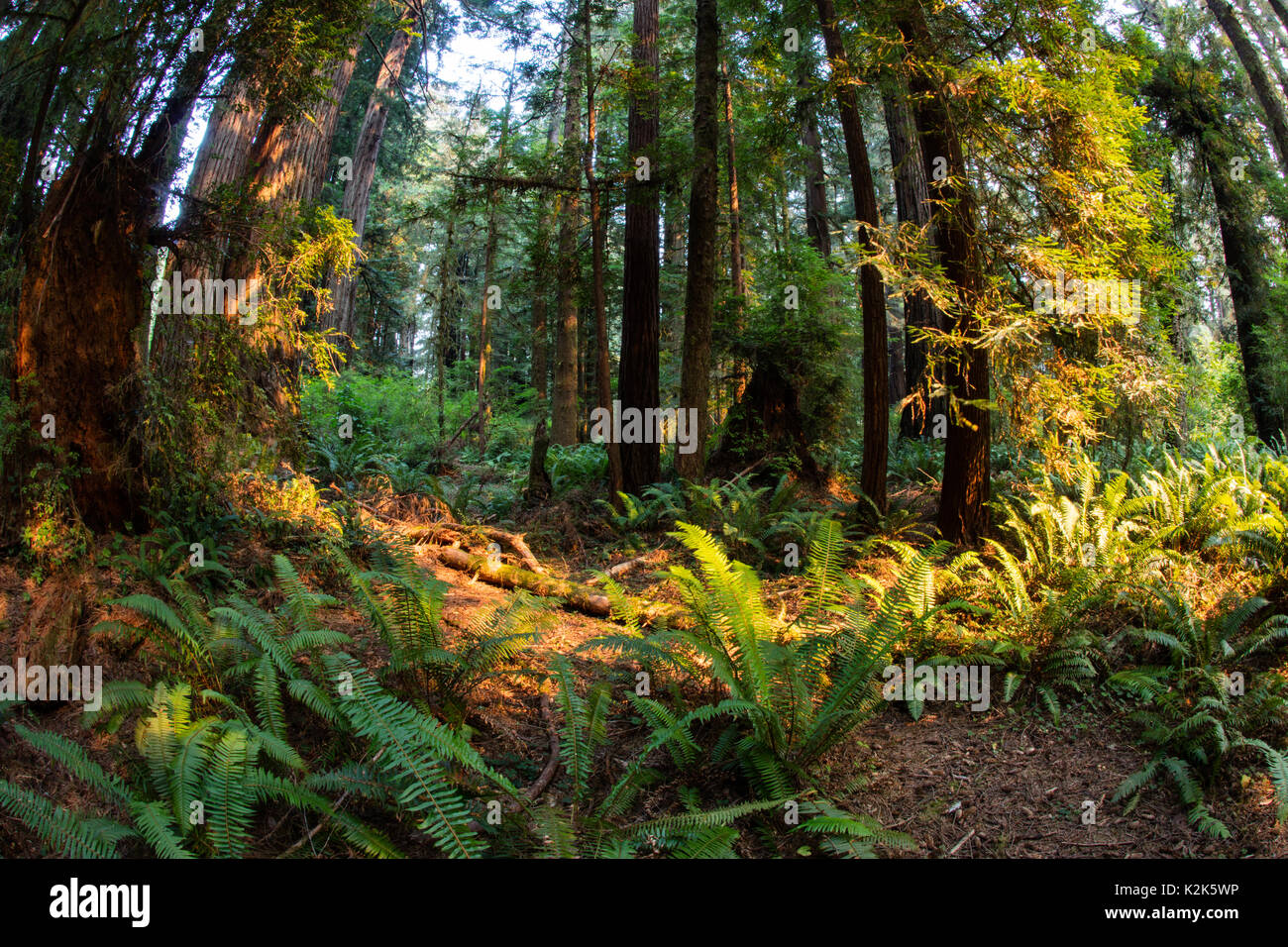 Redwood alberi crescono nel Parco Nazionale di Redwood in California. Questa panoramica fornisce una casa per i più alti alberi sulla terra principalmente a causa del clima unico. Foto Stock