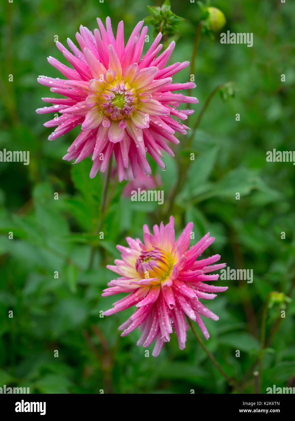 Dahlia 'Caterina Irlanda' fiore in estate confine Foto Stock