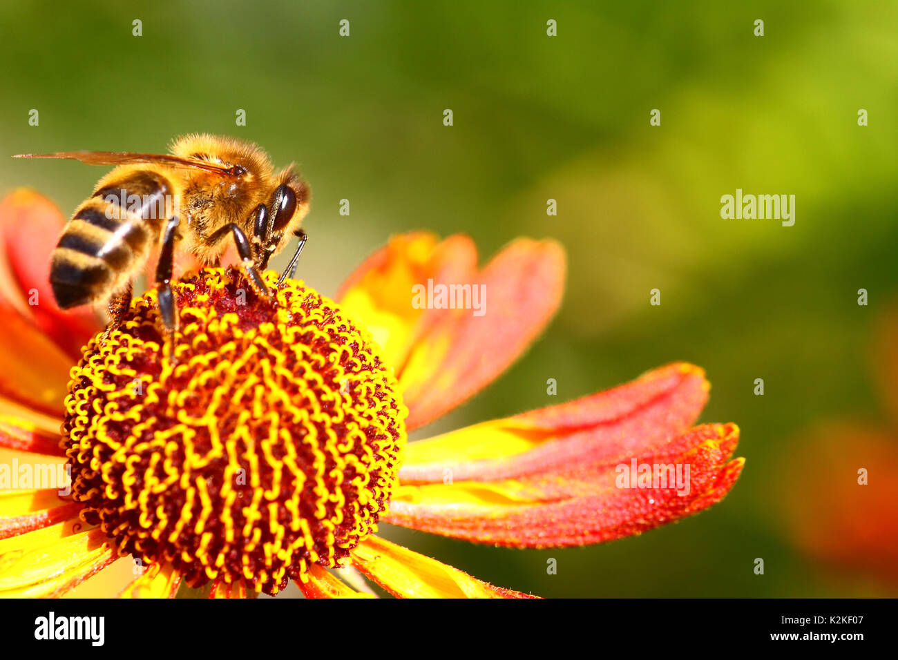 Leeds, Regno Unito. 31 Agosto, 2017. L'ultimo giorno del mese di agosto la mattina la pioggia ha dato modo a un pomeriggio di sole. Le api sono state occupate impollinare i fiori rudbeckia crescente al Golden Acre Park a Leeds, West Yorkshire. Preso il 31 agosto 2017. Credito: Andrew Gardner/Alamy Live News Foto Stock