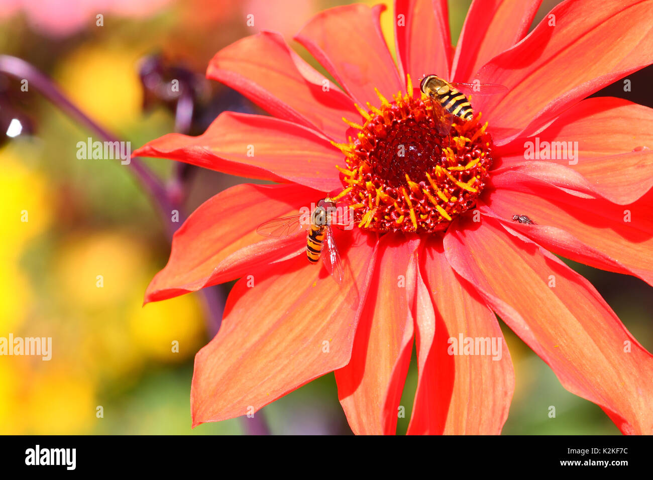 Leeds, Regno Unito. 31 Agosto, 2017. Regno Unito Meteo. Gli insetti sono state occupate impollinare i fiori belli al Golden Acre Park a Leeds, West Yorkshire quando il sole è uscito questo pomeriggio. Questi hoverflies era impegnato a raccogliere il polline di una dalia. Preso il 31 agosto 2017. Credito: Victoria Gardner/Alamy Live News Foto Stock