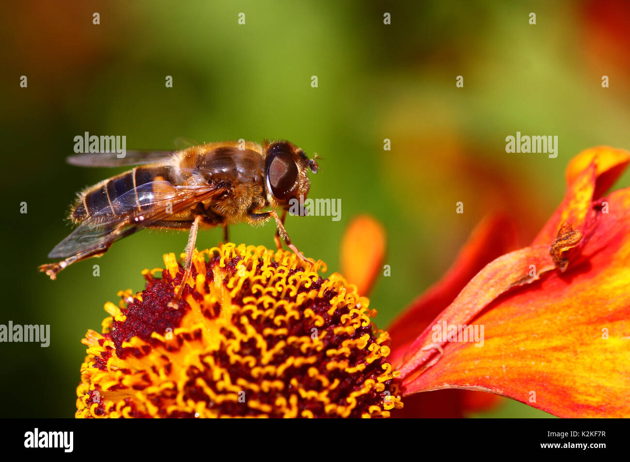 Leeds, Regno Unito. 31 Agosto, 2017. Regno Unito Meteo. Gli insetti sono state occupate impollinare i fiori belli al Golden Acre Park a Leeds, West Yorkshire quando il sole è uscito questo pomeriggio. Questo è stato hoverfly impollinatori rudbeckia un fiore. Preso il 31 agosto 2017. Credito: Victoria Gardner/Alamy Live News Foto Stock