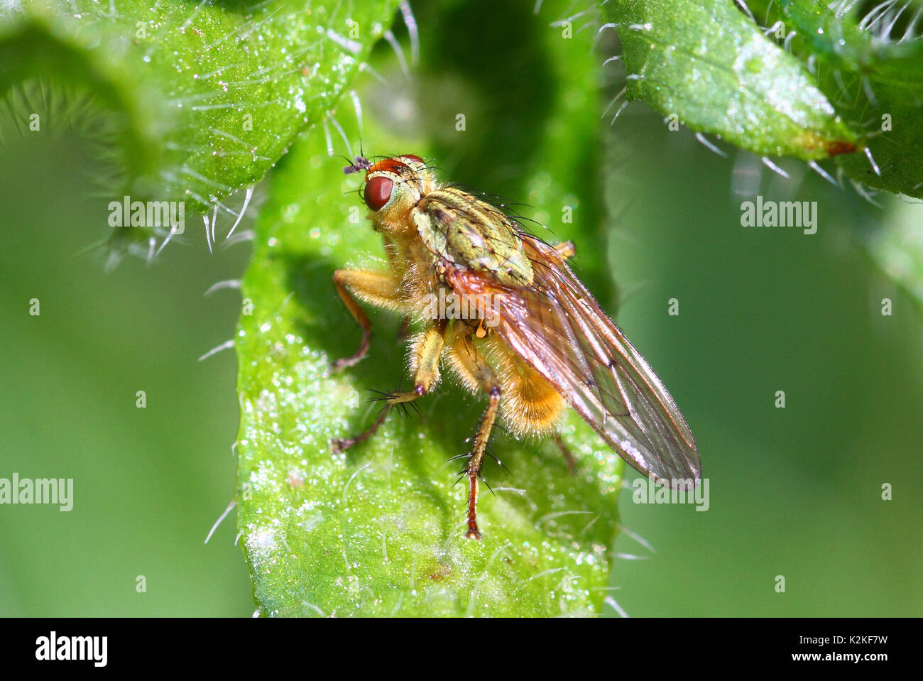 Leeds, Regno Unito. 31 Agosto, 2017. Regno Unito Meteo. Gli insetti sono state occupate impollinare i fiori belli al Golden Acre Park a Leeds, West Yorkshire quando il sole è uscito questo pomeriggio. Questo è stato hoverfly impollinatori rudbeckia un fiore. Preso il 31 agosto 2017. Credito: Victoria Gardner/Alamy Live News Foto Stock