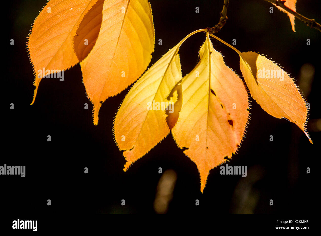 Londra, Regno Unito. Il 1° settembre 2017. Le foglie sono retroilluminati nella luce del sole di mattina su Wimbldedon inizio comune di colore nei primi segni di autunno Credito: amer ghazzal/Alamy Live News Foto Stock