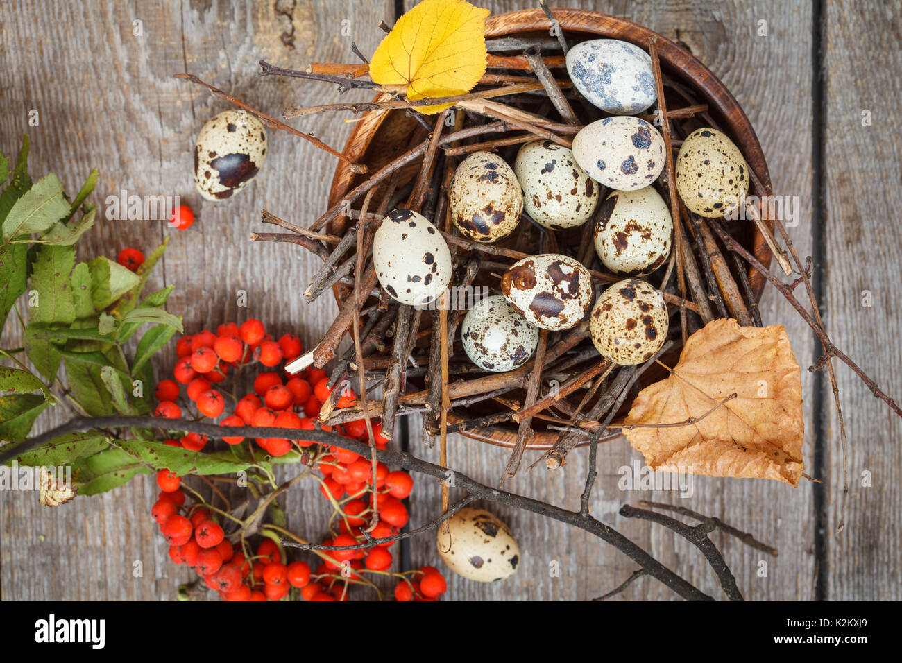 Uova di quaglia nel nido, autunno composizione per la cartolina Foto Stock