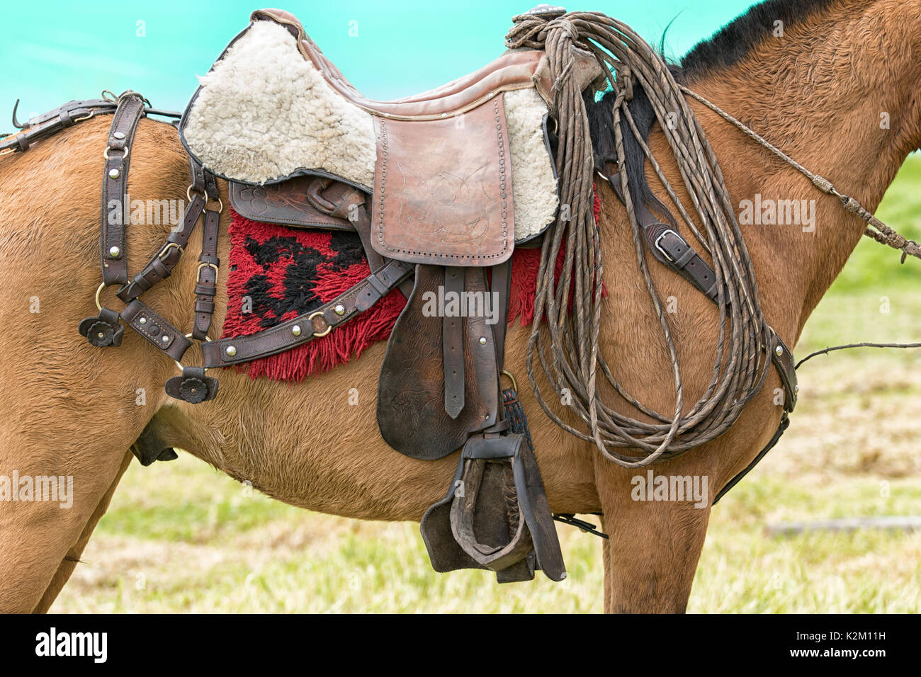 Giugno 3, 2017 Machachi, Ecuador: il lavoro del cowboy a cavallo in dotazione per lavoro nella zona rurale delle Ande Foto Stock