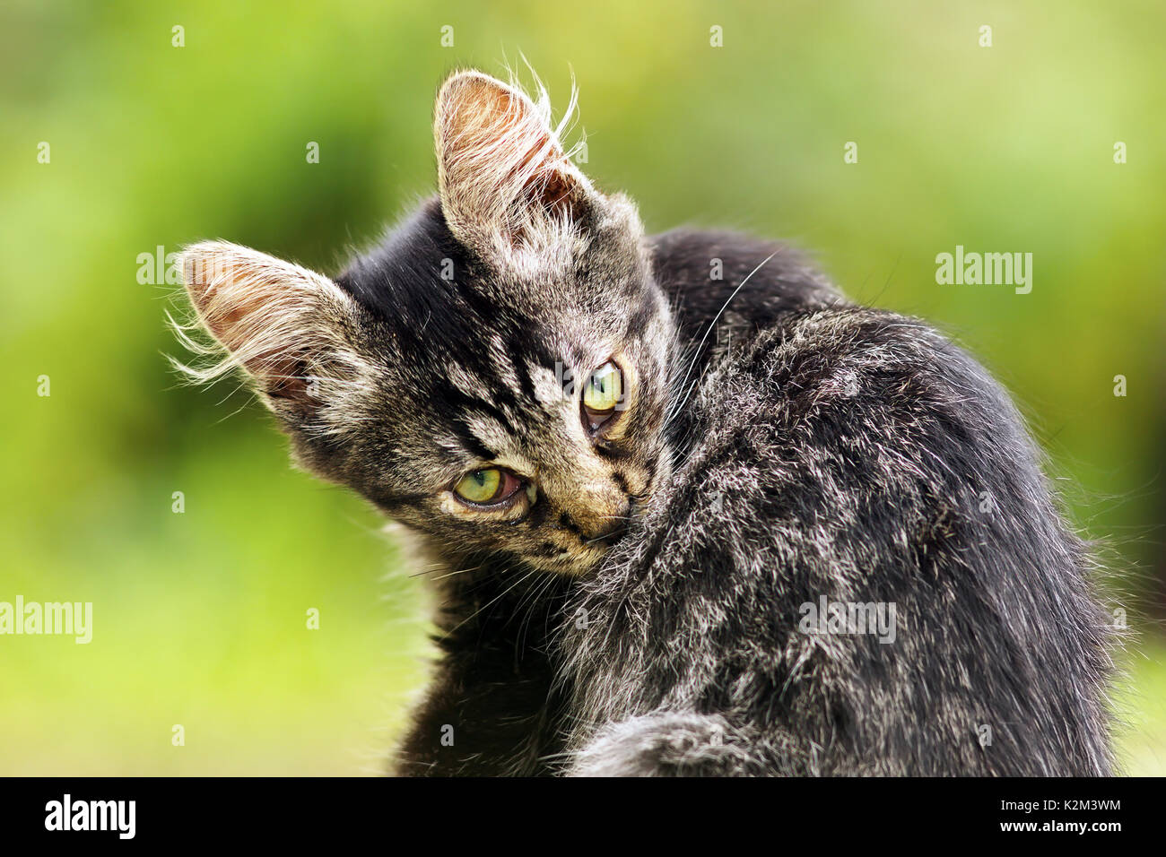 Bellissimo gattino nel giardino, guardando verso la telecamera Foto Stock