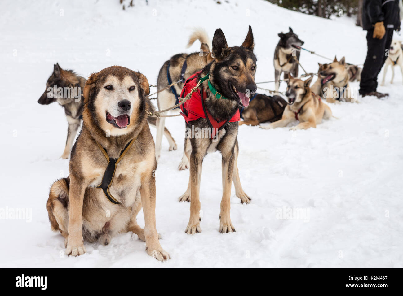 Pastosità, trineo tirado por perros, en Andorra - da machbel Foto Stock