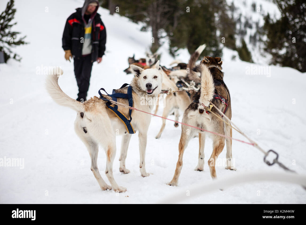 Cane di pastosità nella neve Foto Stock