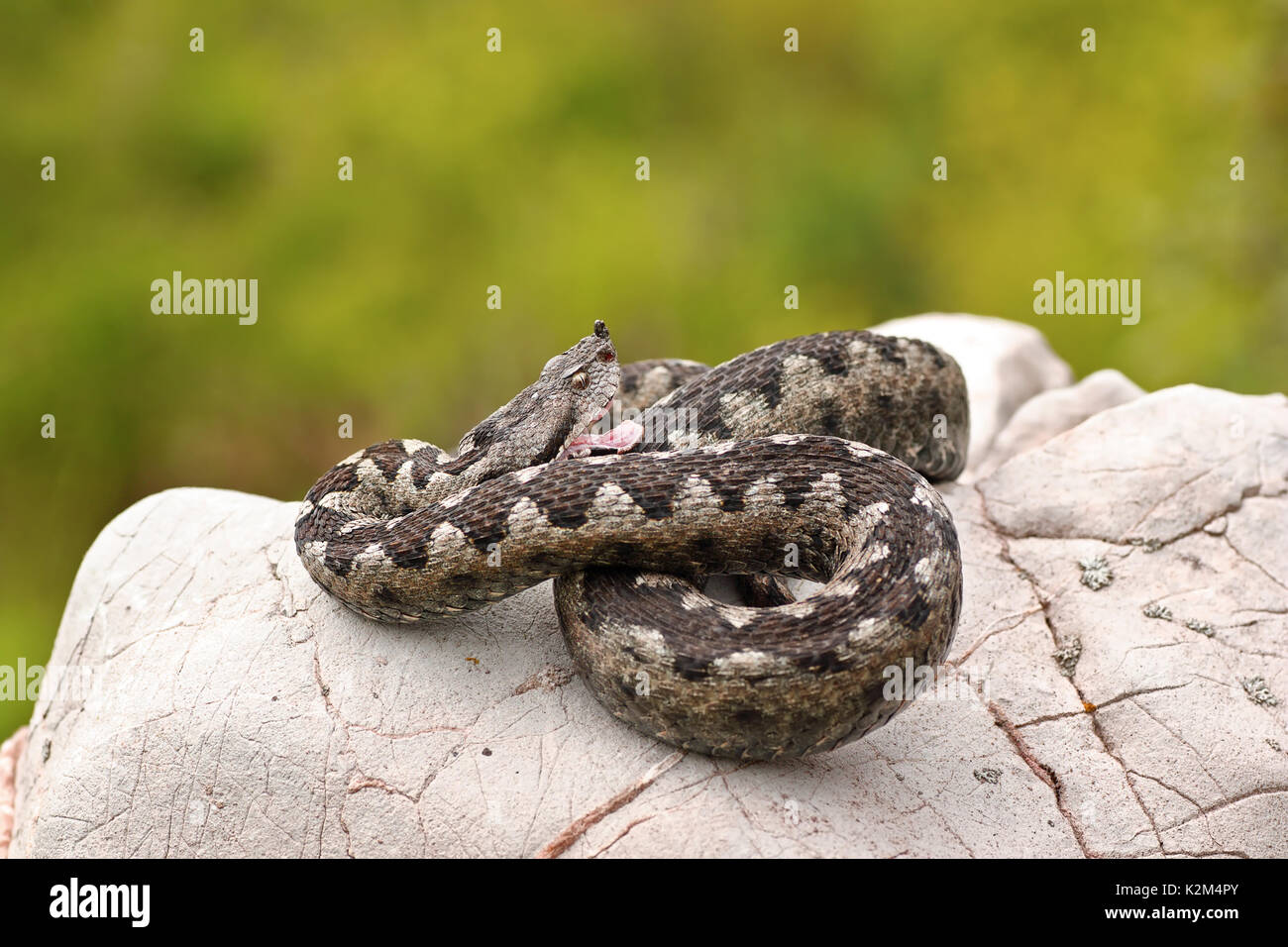 Sabbia aggressiva viper preparazione di sciopero, mentre crogiolarvi al sole su una roccia calcarea ( Vipera ammodytes ) Foto Stock