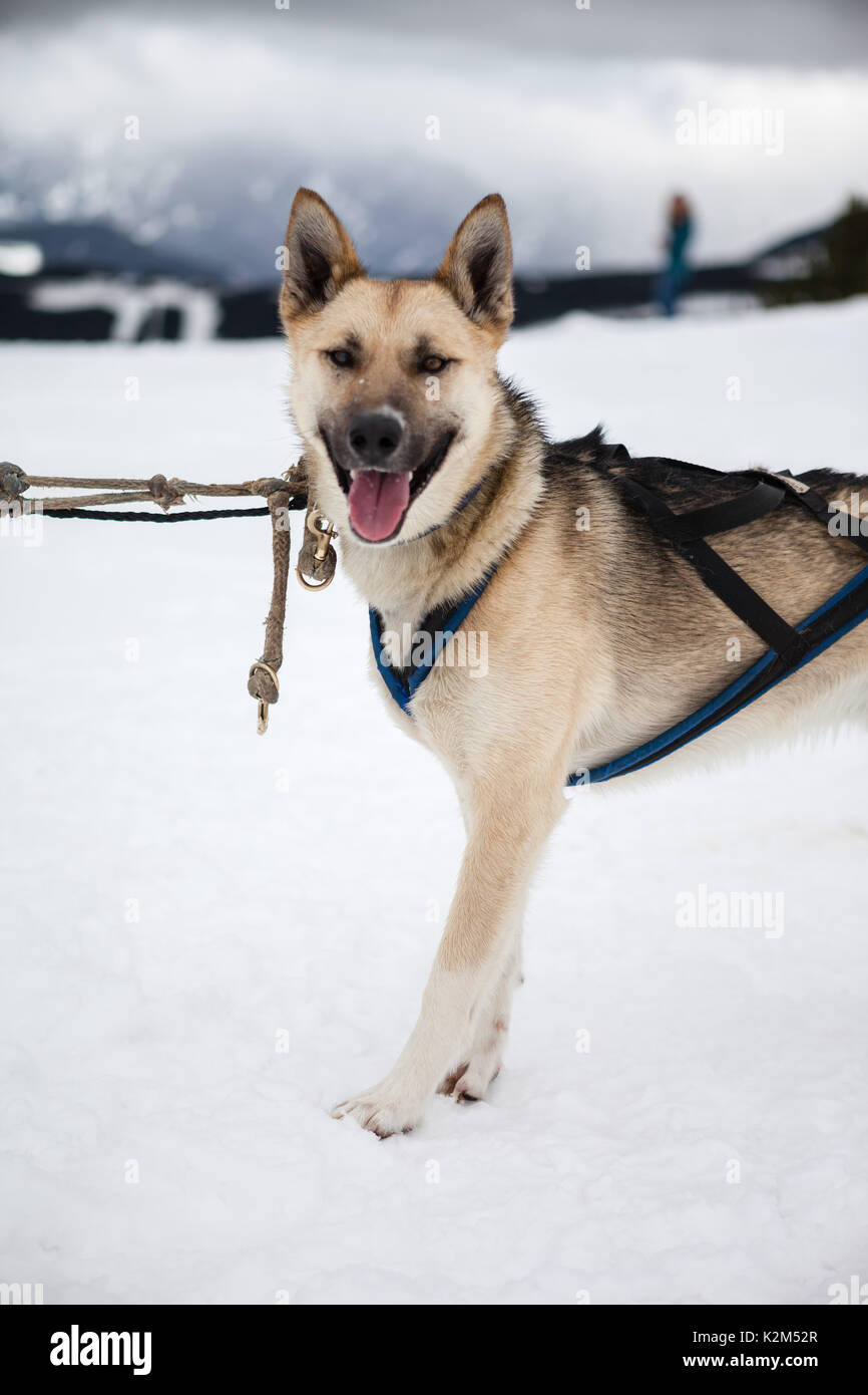 Cane che muscola nella neve Foto Stock