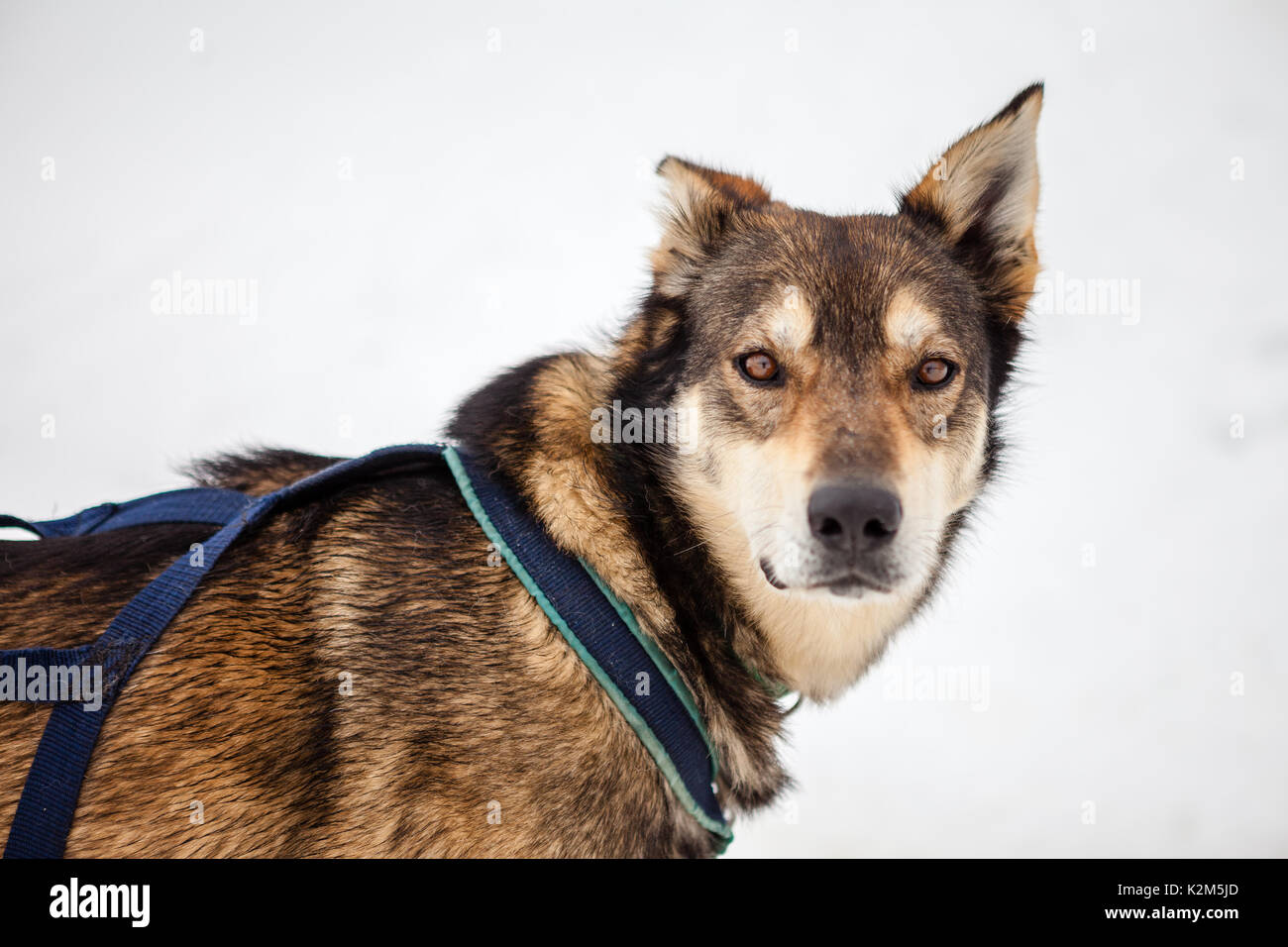 Cane che muscola nella neve Foto Stock