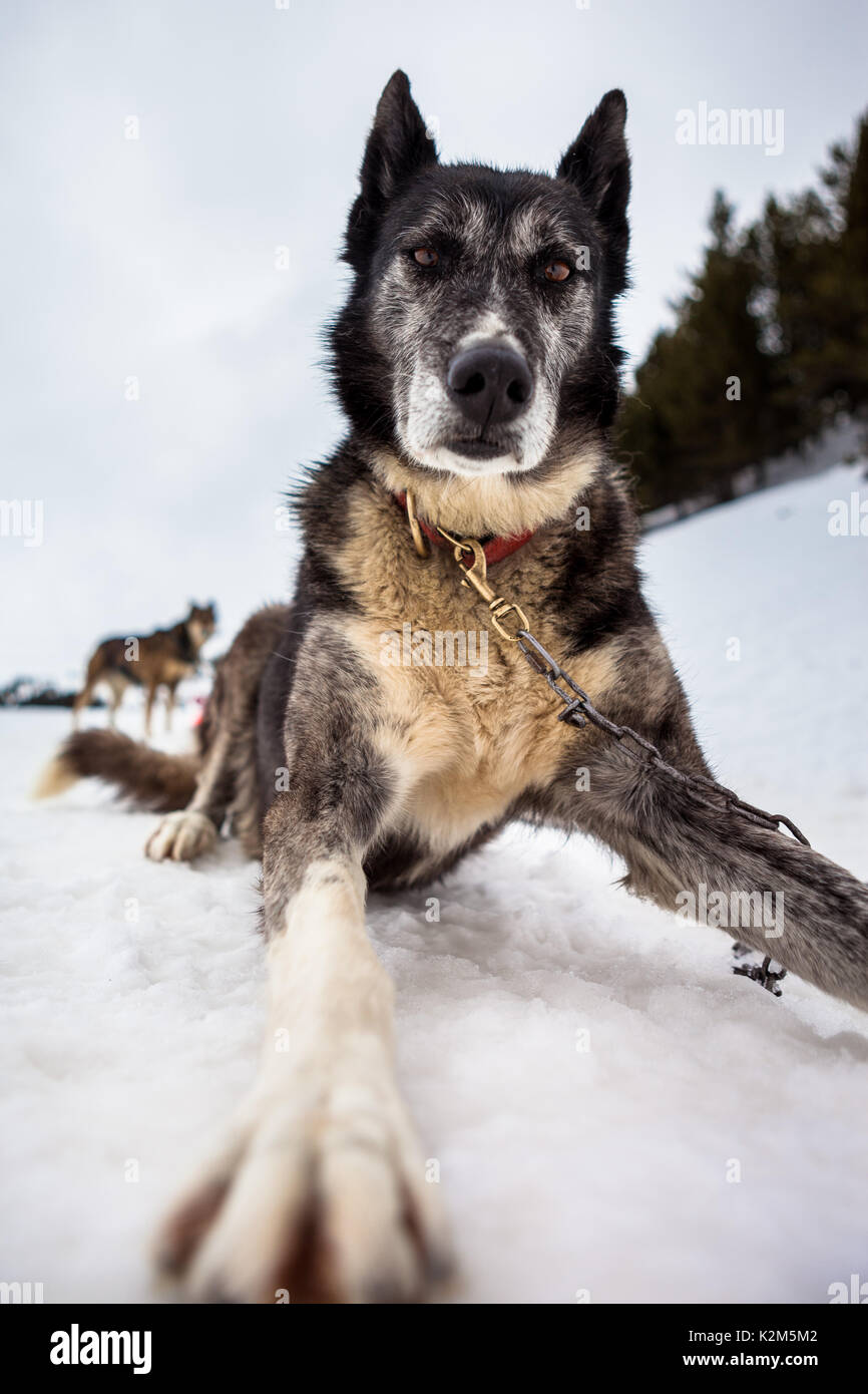 Cane che muscola nella neve Foto Stock