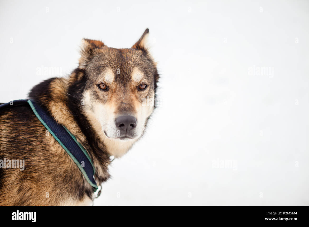 Cane di pastosità nella neve Foto Stock
