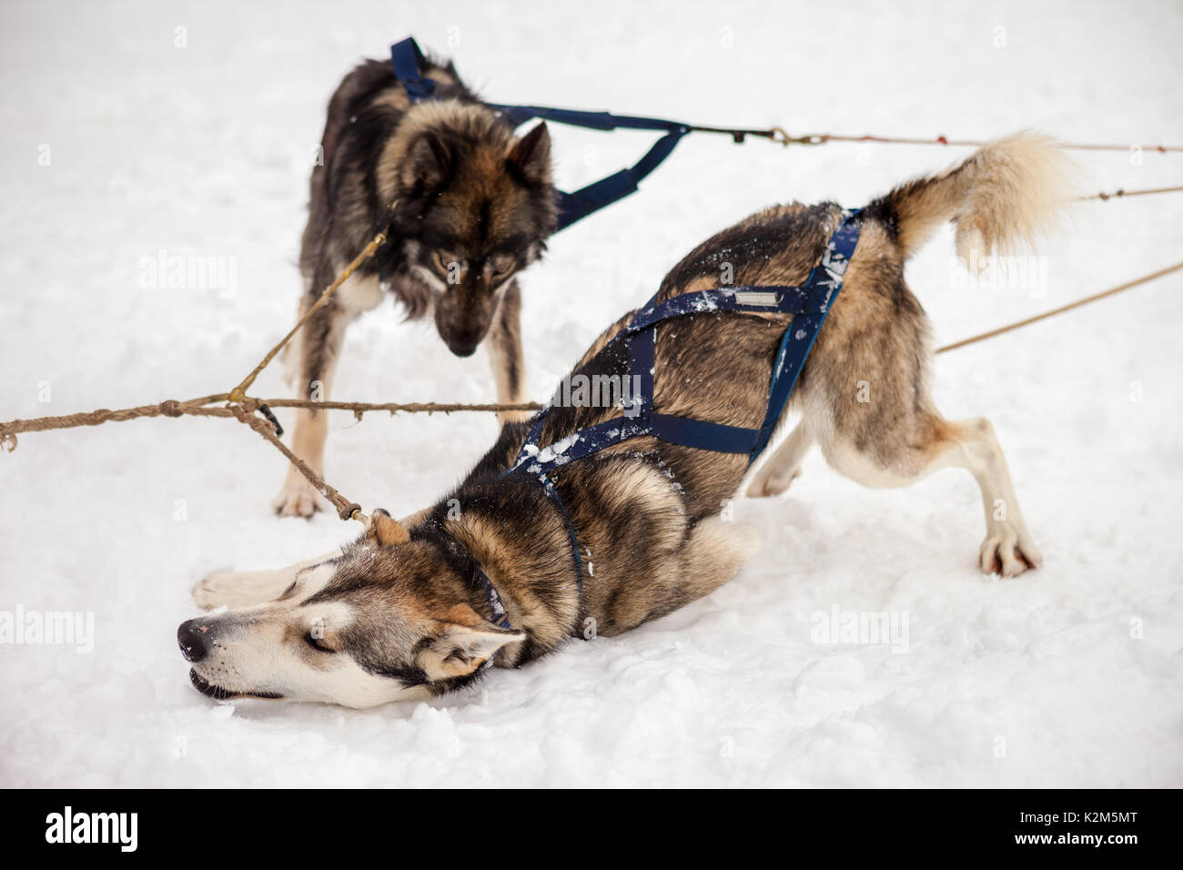 Pastosità, trineo tirado por perros, en Andorra - da machbel Foto Stock
