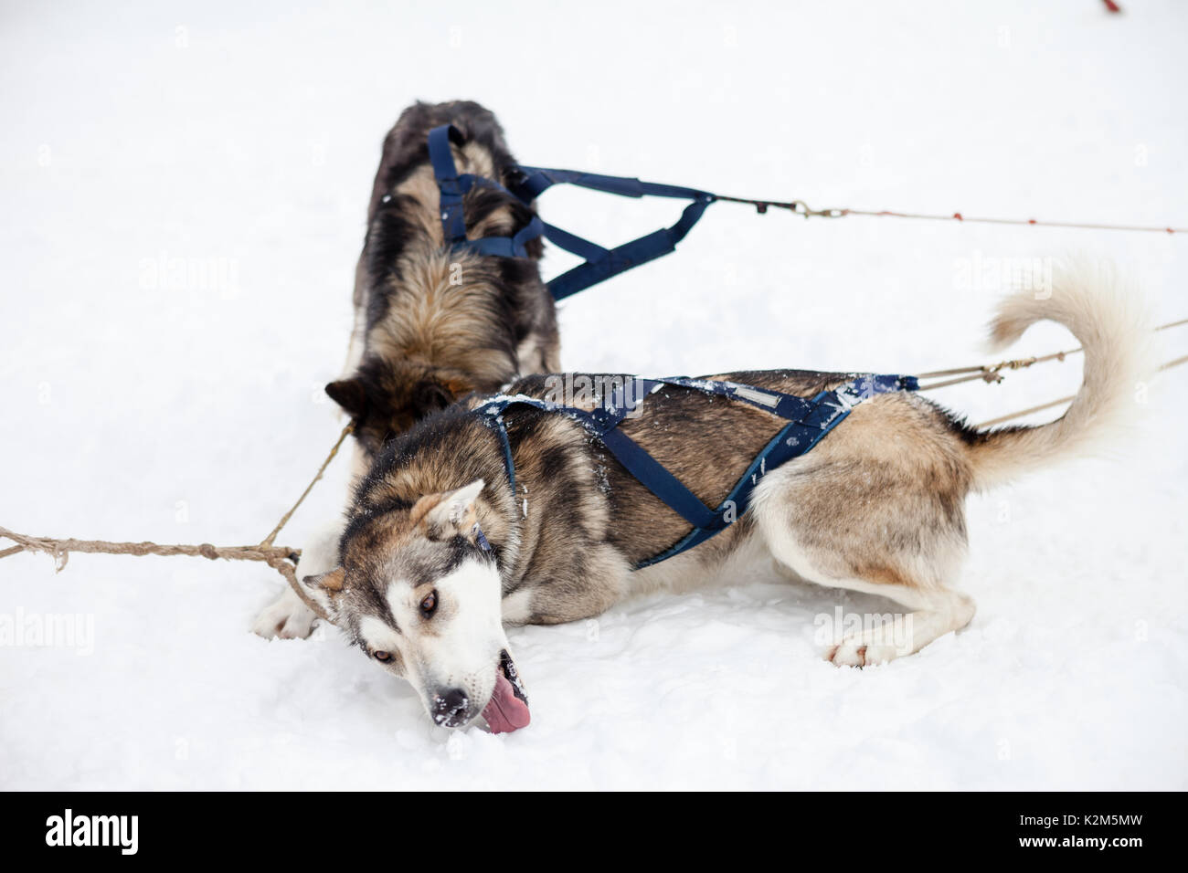 Cane di pastosità nella neve Foto Stock