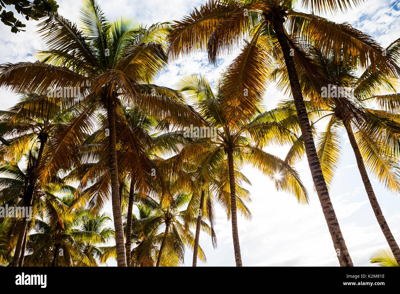 Palme con retroilluminazione nella spiaggia dei caraibi Foto Stock
