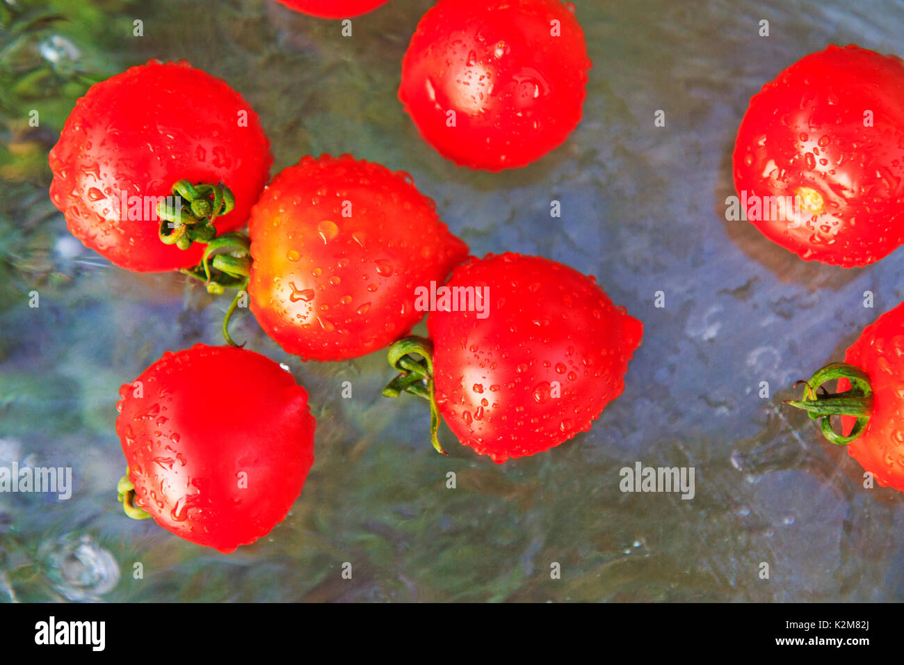 Pomodori freschi direttamente dal giardino Foto Stock