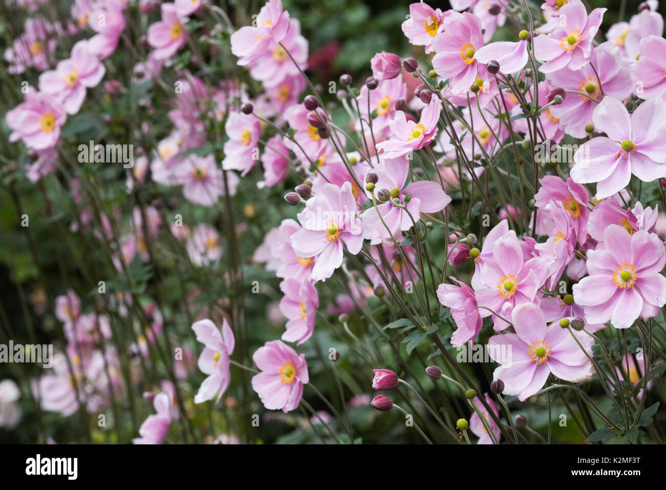 Anemoni giapponesi fioritura in tarda estate. Foto Stock