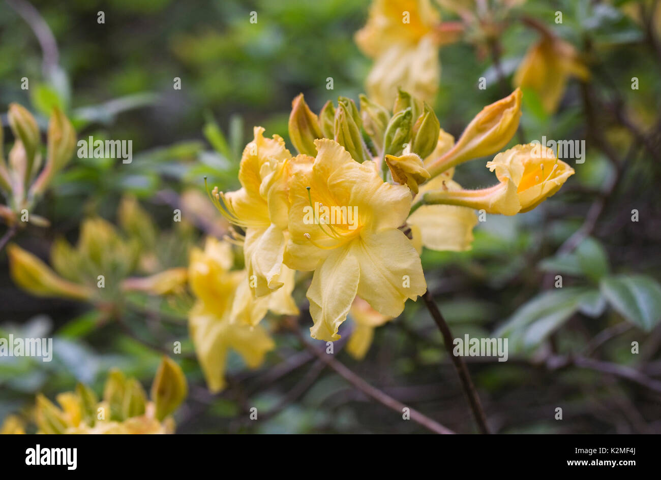 Fiore giallo rododendro. Foto Stock