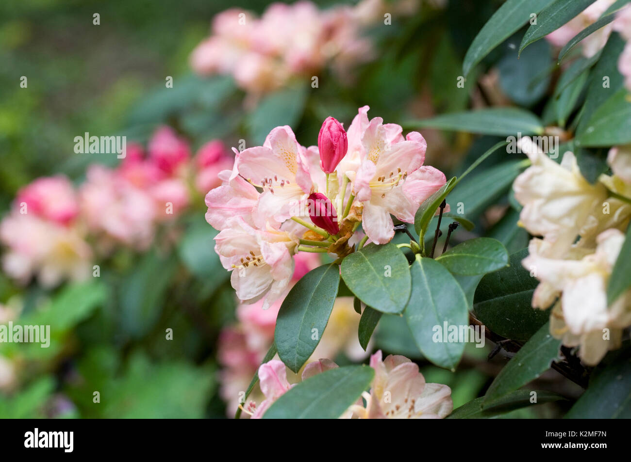 Rhododendron 'Percy Wiseman' Fiori. Foto Stock