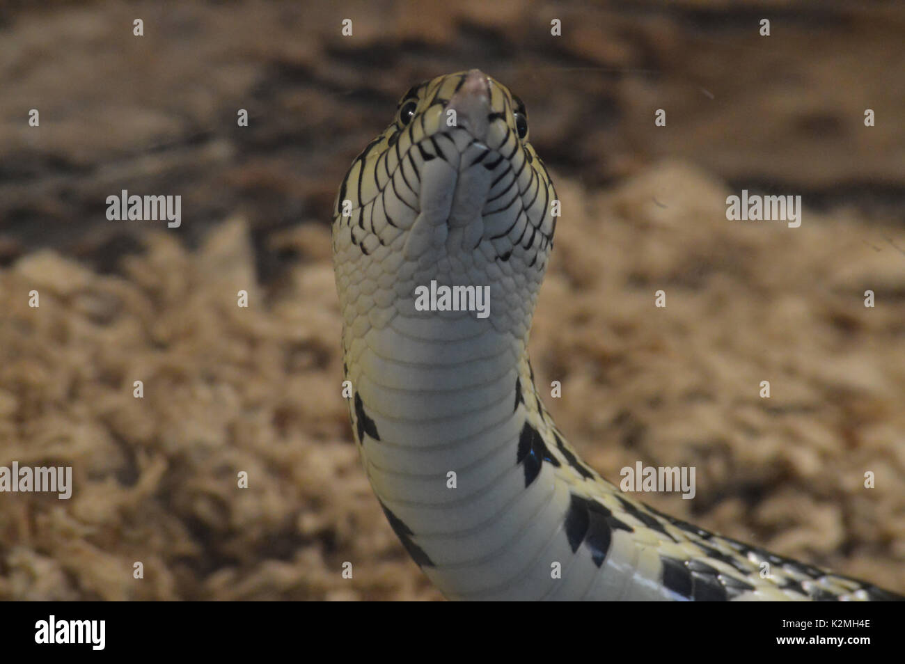 Fox snake Foto Stock