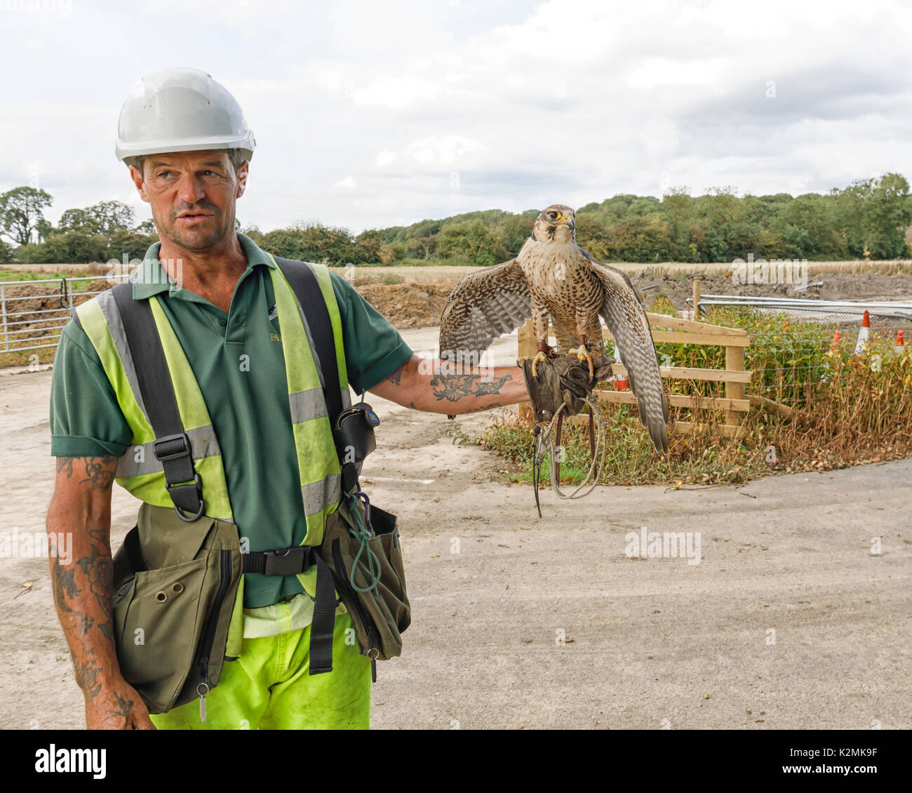Falconer con uccello di lavorare per mantenere gli uccelli fastidiosi lontano da operatori sul sito di discarica Foto Stock