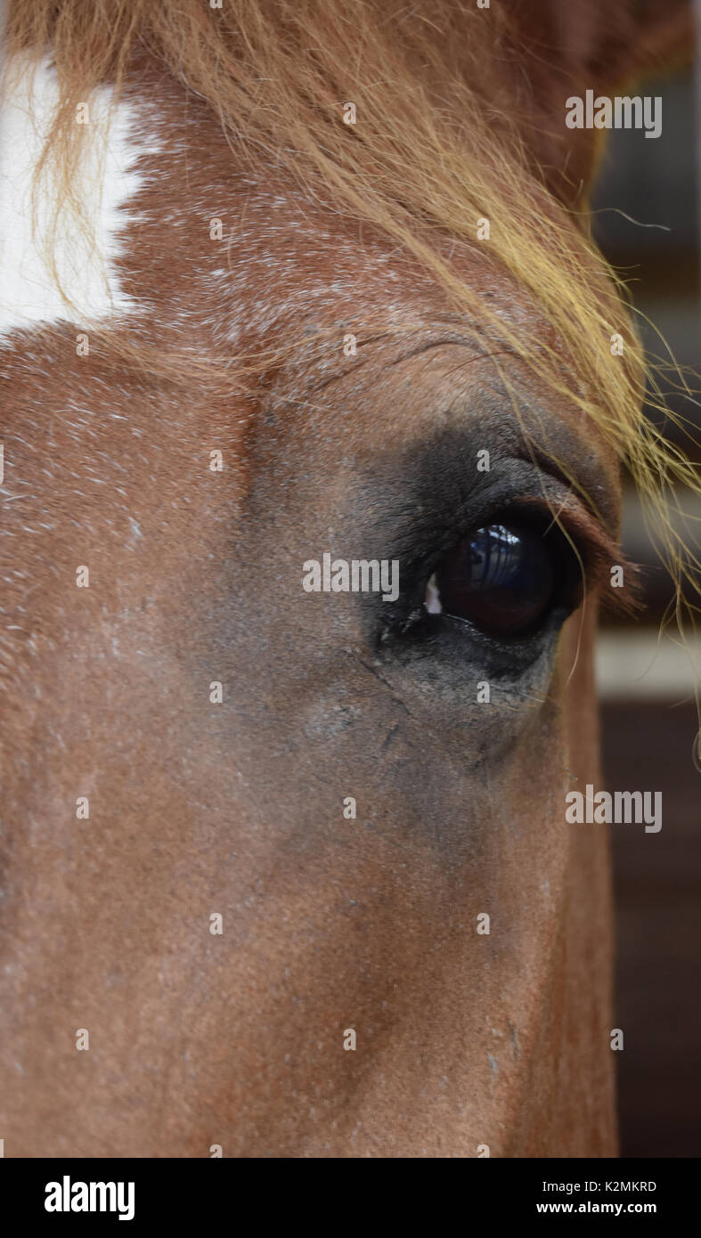 Occhio di cavallo closeup fissando in avanti Foto Stock
