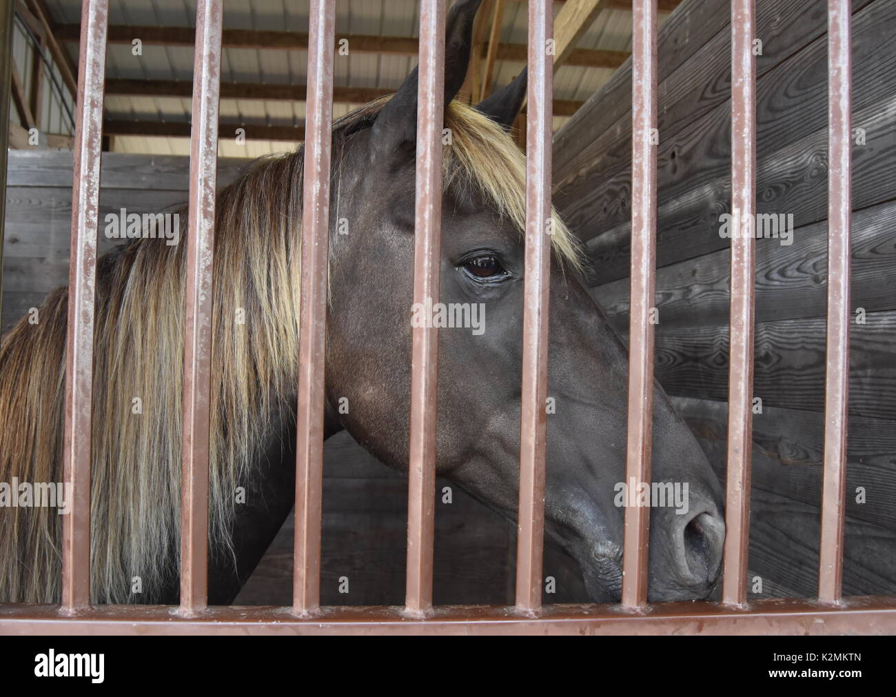 Cavallo con oro mane in stallo a country fair Foto Stock