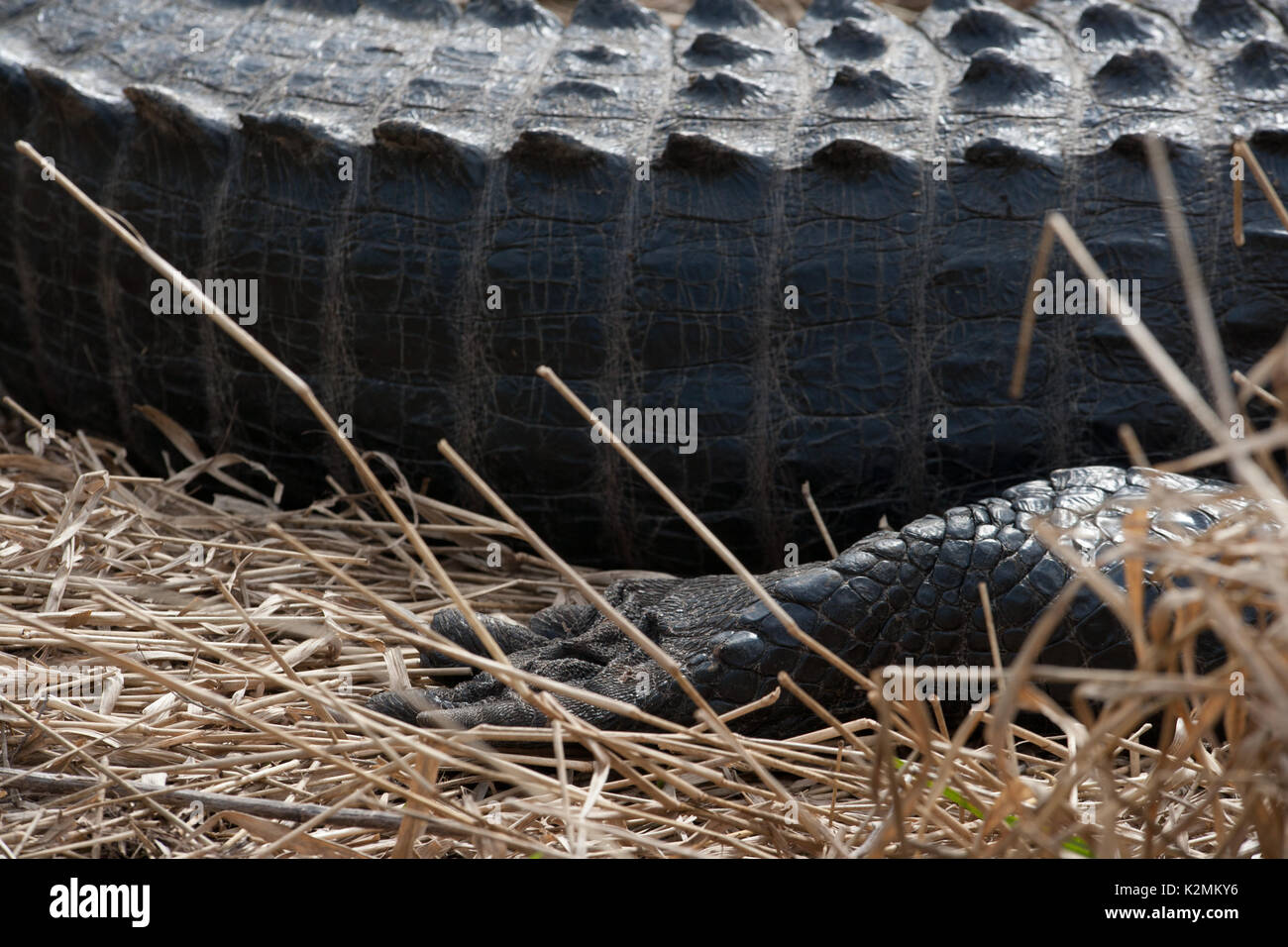 Il coccodrillo americano(s) crogiolarsi al sole in Paynes Prairie preservare parco statale, Florida. Foto Stock
