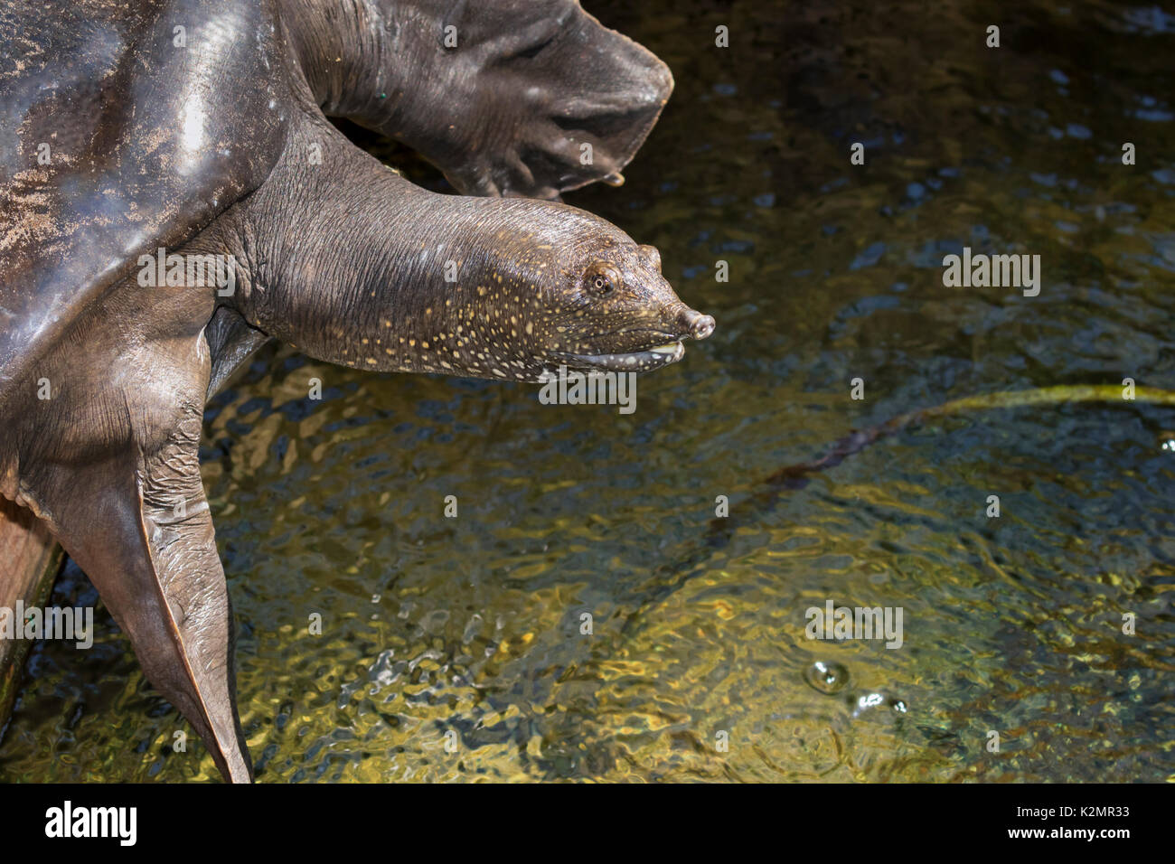 Nilo Soft-Shell tartaruga (Trionyx triunguis) Foto Stock