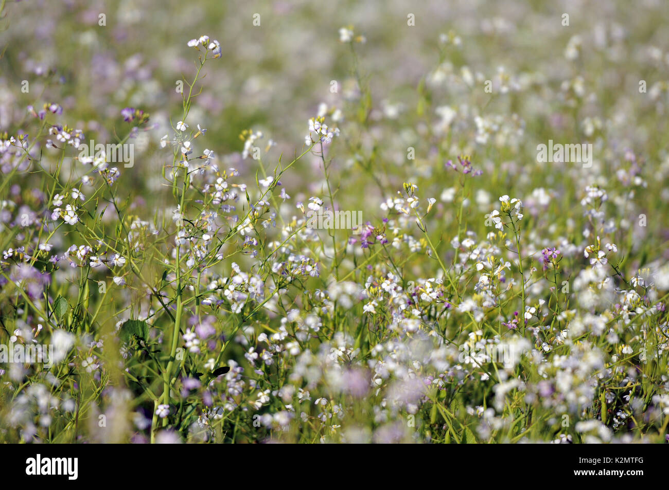 Ravanelli che cresce in un campo fornendo habitat per le farfalle api impollinare le colture agricole responsabile di un'agricoltura rispettosa dell'ambiente i campi Foto Stock