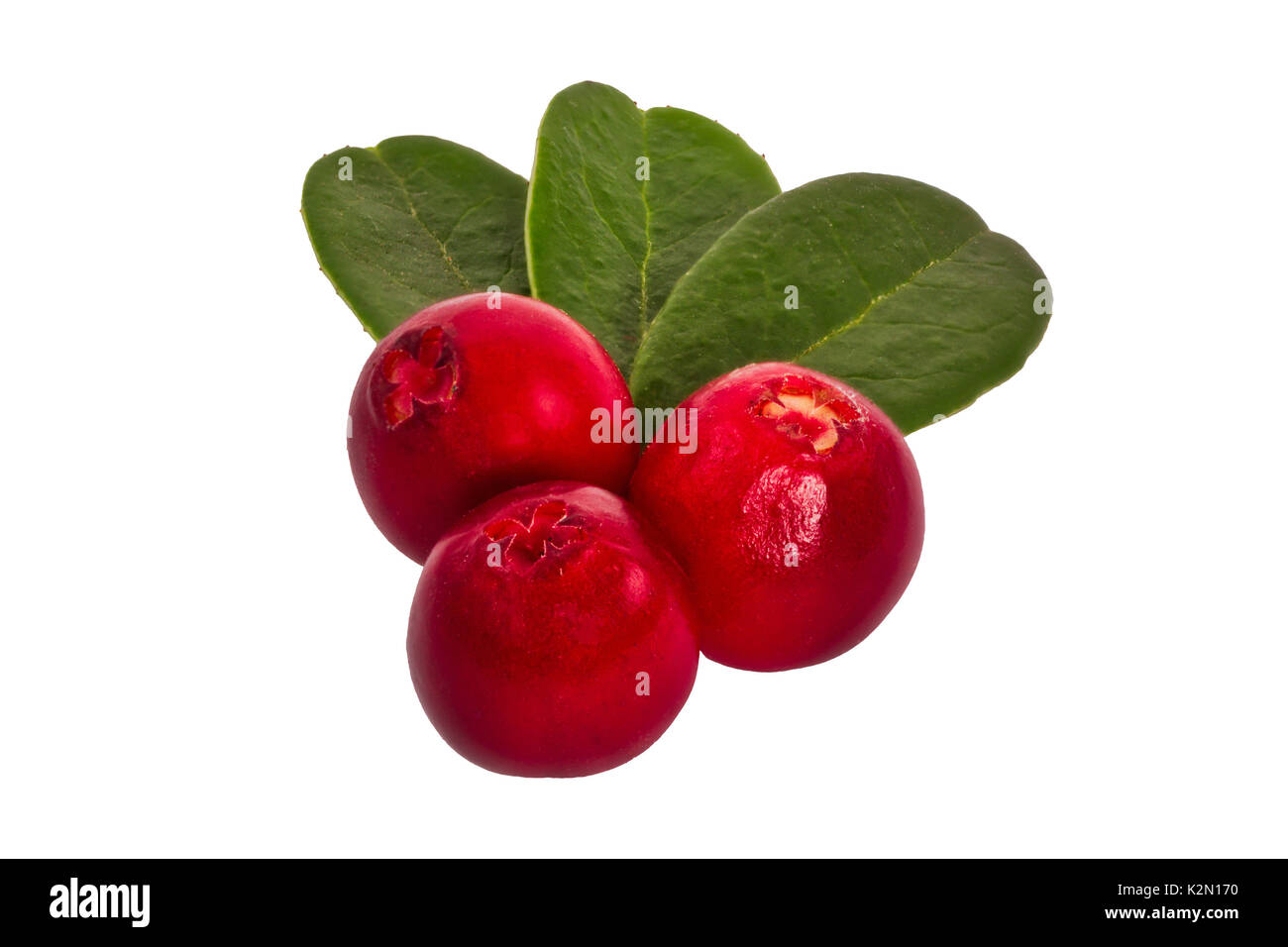 Mirtilli rossi con foglie isolate su uno sfondo bianco Foto Stock