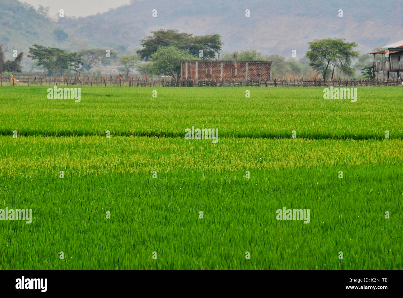 Un campo di risone. Campo di riso. Bucay. Proviince di Guayas. Ecuador Foto Stock