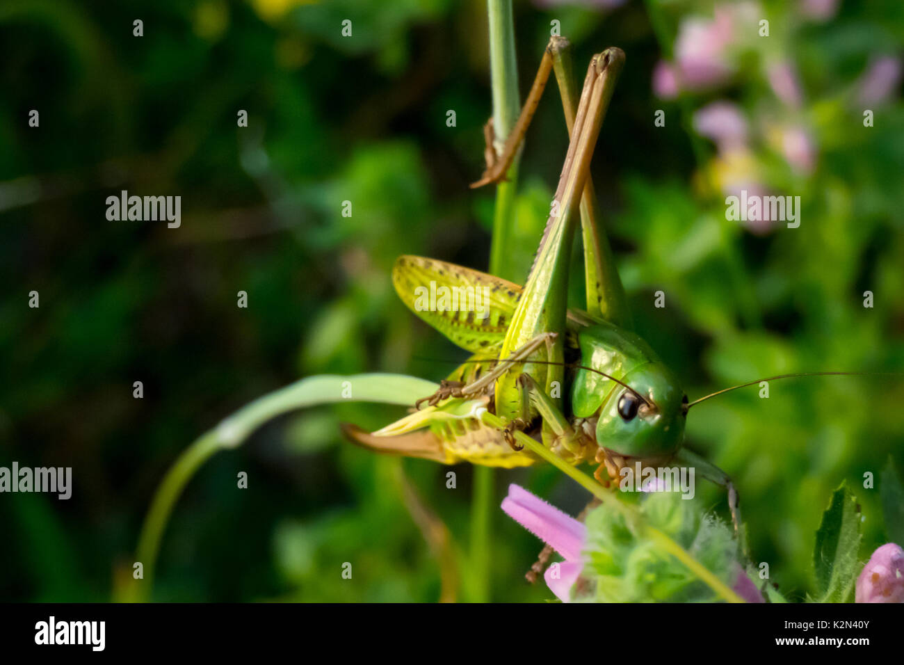 Primo piano di una grande macchia verde-cricket alimentazione sulle foglie. (Tettigonia viridissima) carnivoro ed arboree insetto. Foto Stock