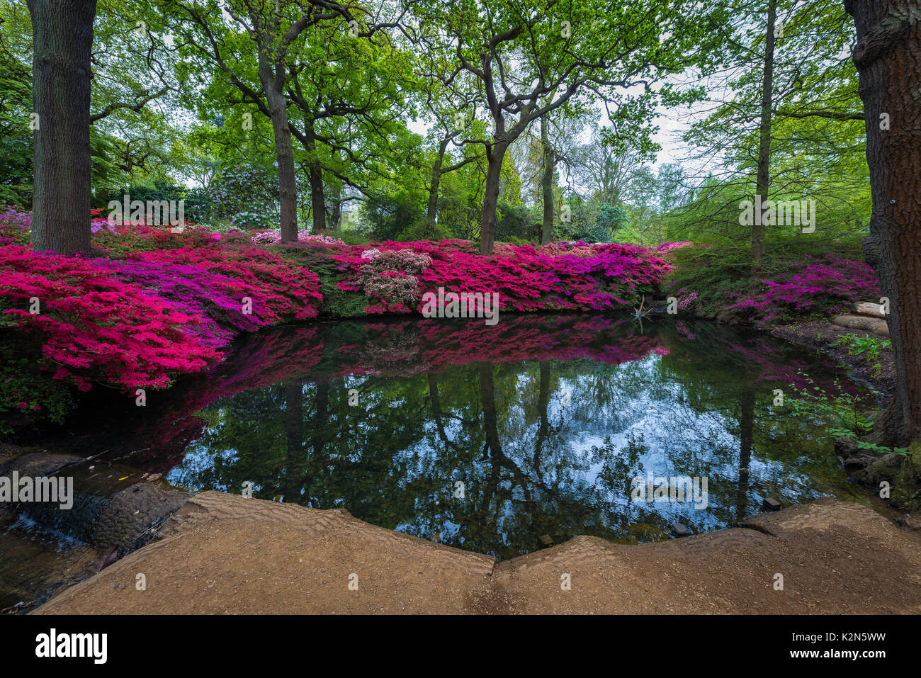 Rododendri in isabella plantation in richmond park, london, Regno Unito Foto Stock