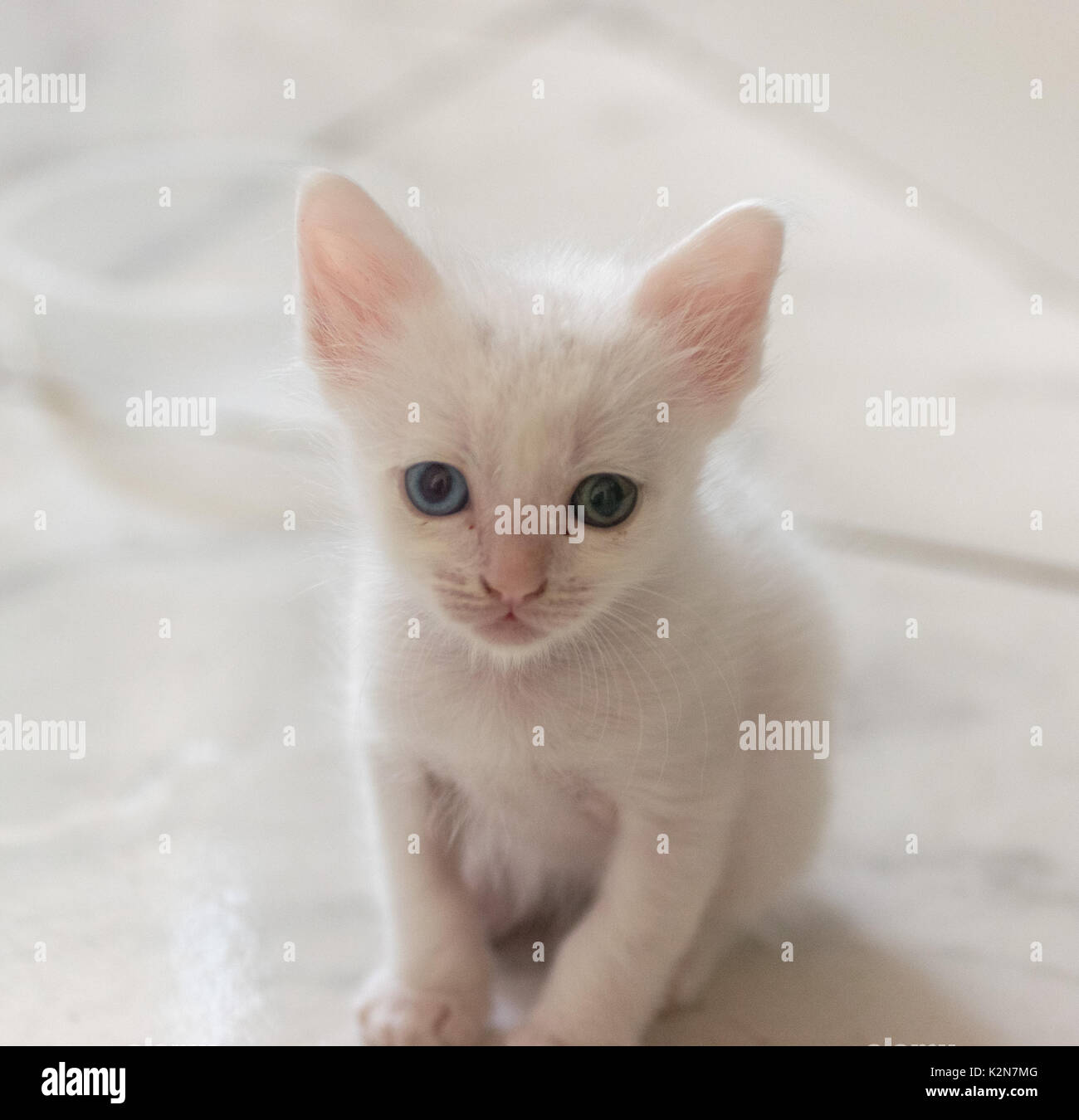 Heterochromatic piccolo neonato bianco kitty cat, seduti, guardando la telecamera Foto Stock