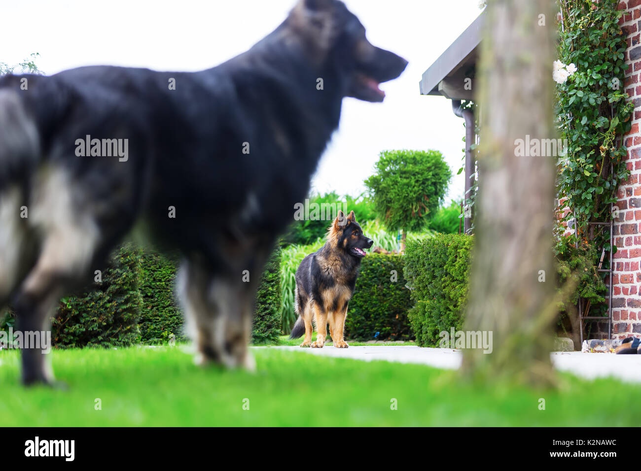 Foto di vecchi cani pastore tedesco in giardino Foto Stock