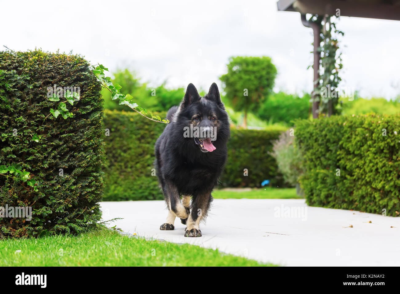 Immagine di un vecchio pastore tedesco cane in giardino Foto Stock