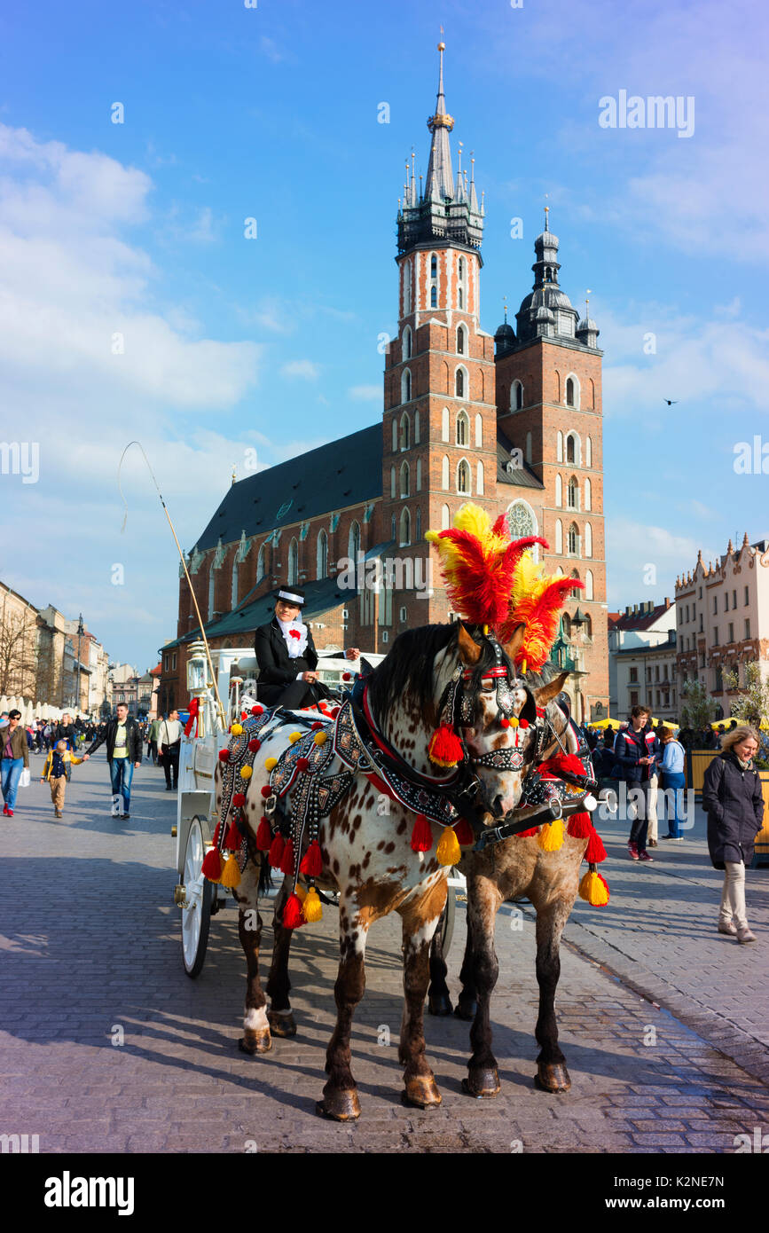 Carro trainato da cavalli e conducente pongono in Cracovia la piazza principale. st. Mary's basilica è in background. Foto Stock
