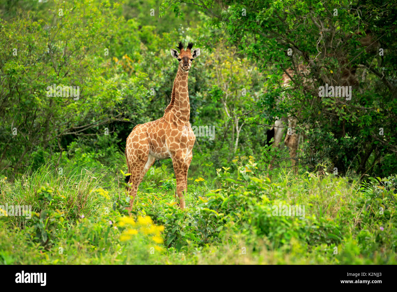 Cape Giraffe, (Giraffa camelopardalis giraffa), giovani, avviso, Saint Lucia Estuary, Isimangaliso Wetland Park, Kwazulu Natal Foto Stock