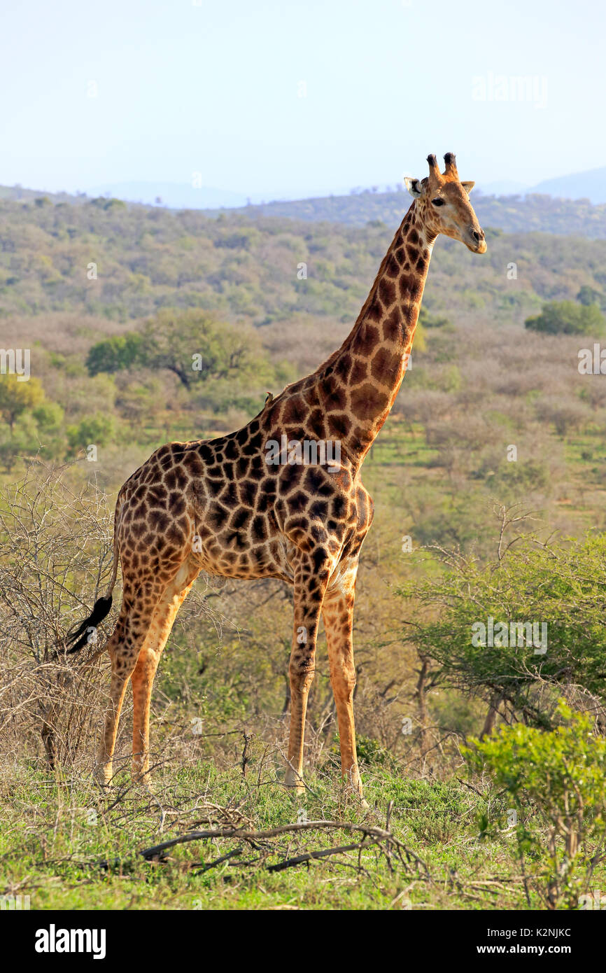 Cape Giraffe, (Giraffa camelopardalis giraffa), Adulto, vigile, Hluhluwe Umfolozi National Park Foto Stock