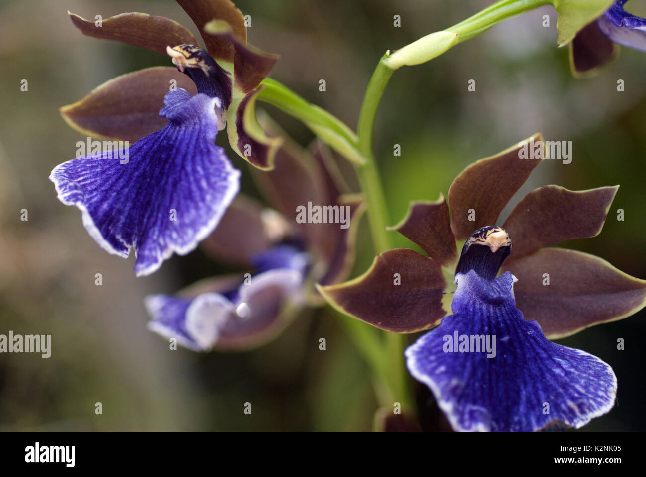 Orchidea Foto Stock