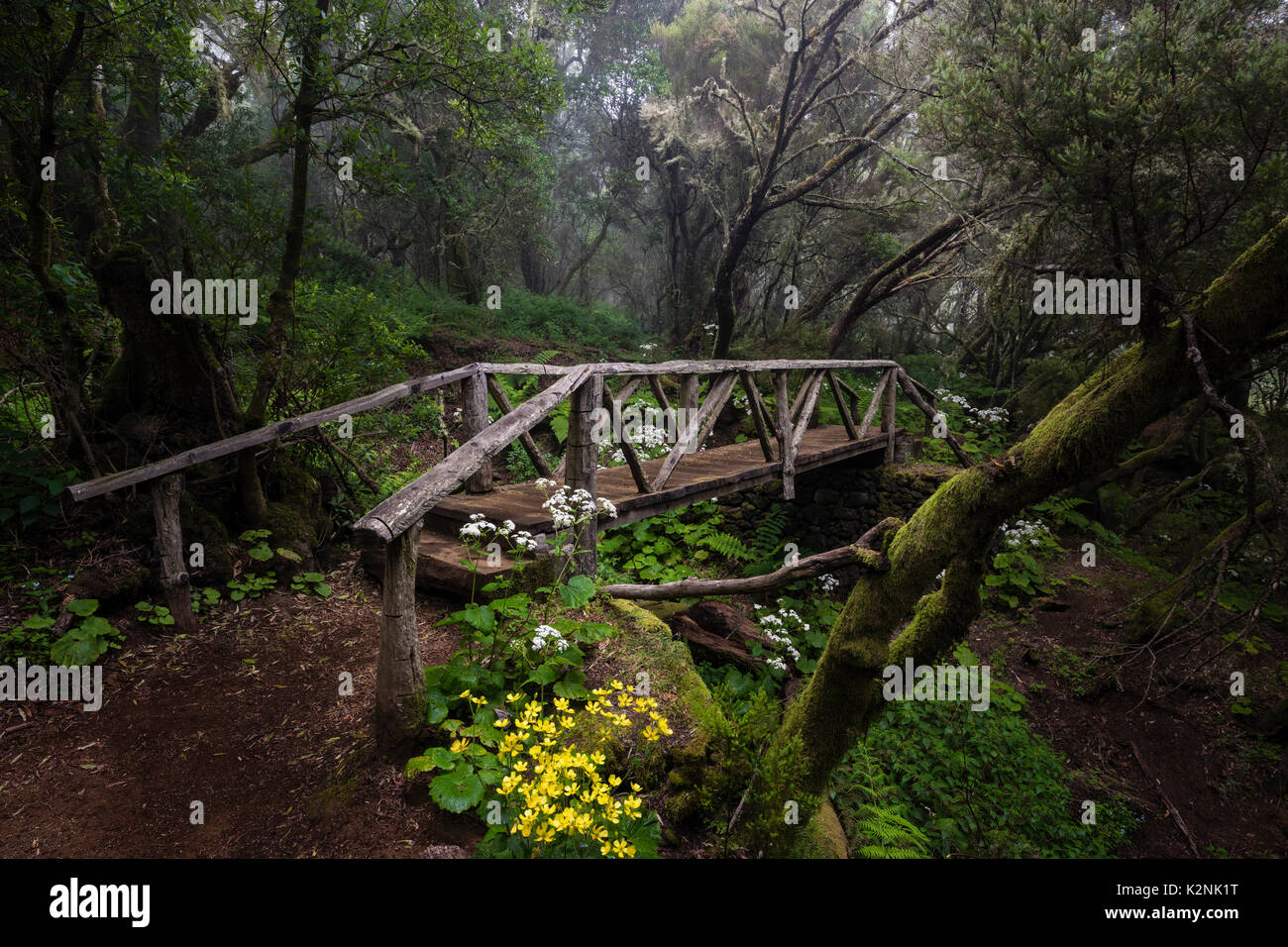 Sentiero escursionistico con ponte nella foresta di nebbia, foresta laurel, Raya la Llania, El Hierro, Isole Canarie, Spagna Foto Stock