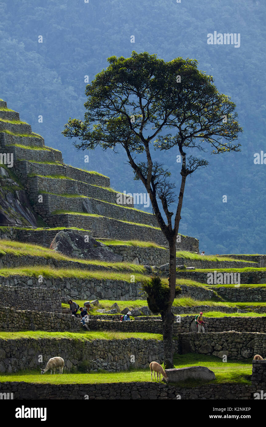 Albero, llama, e terrazze di coltivazione, Machu Picchu (sito Patrimonio Mondiale), la Valle Sacra, Perù, Sud America Foto Stock