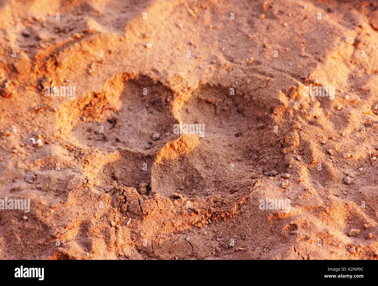 Fresco di stampa di Lion in polvere nell'Okavango Delta, Botswana Foto Stock