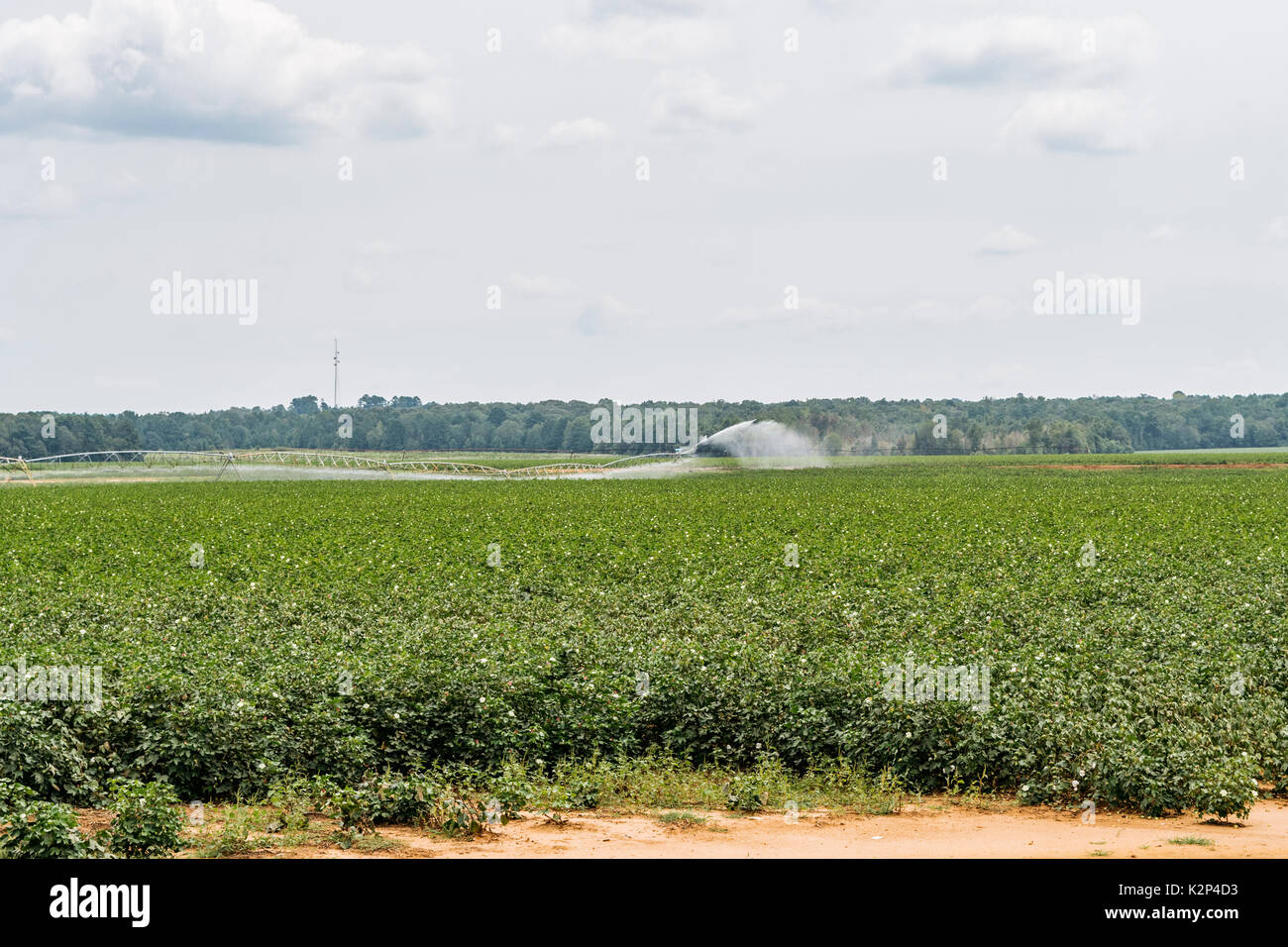 Il centro di rotazione del sistema di irrigazione nel funzionamento irrigare i campi di cotone nel centro di Alabama, Stati Uniti d'America. Foto Stock